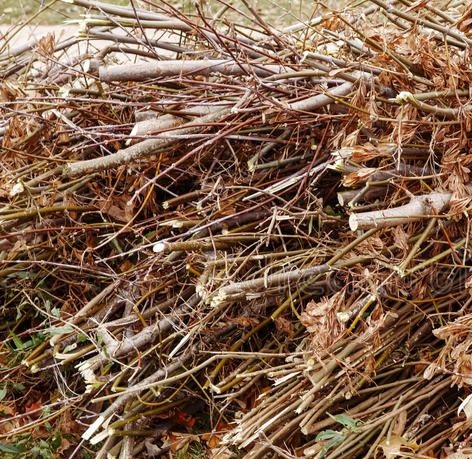 Leaf And Branches / Forest Residue